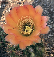 All Arizona, Cacti, Birds, Bobcats
