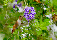P1050825
